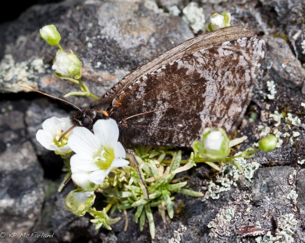 Melissa Arctic