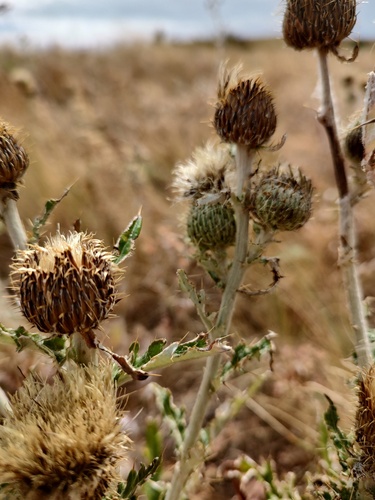 Palouse Thistle (Cirsium brevifolium)