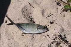 Caranx caballus