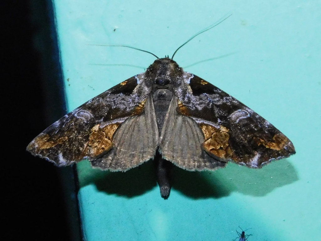 Plusiodonta auripicta