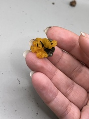 Tremella mesenterica image