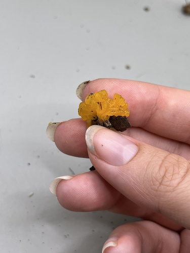 Tremella mesenterica image