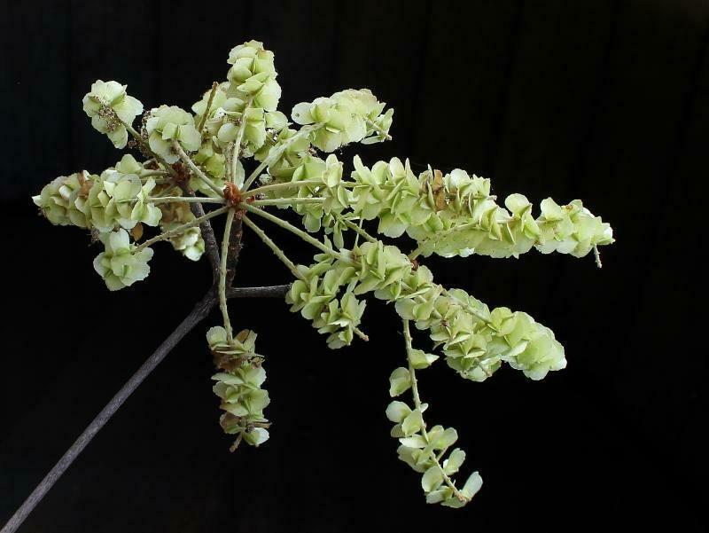 Terminalia glabrescens