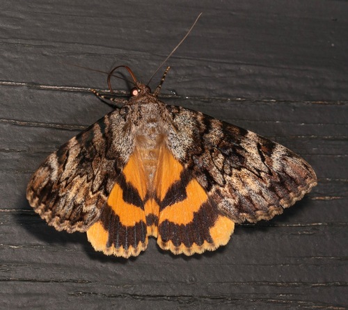 Desdemona Underwing photo 4