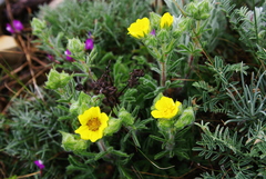 Potentilla astracanica