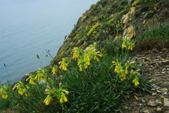 Onosma taurica