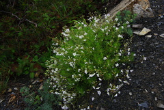 Veronica filifolia