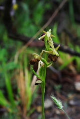 Ophrys sphegodes