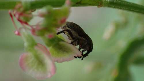 Marmaropus besseri