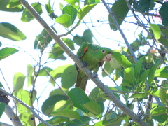 Psittacara leucophthalmus