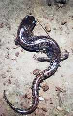 Pseudoeurycea mixteca