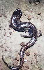 Pseudoeurycea mixteca