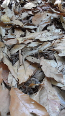 Gerrhonotus liocephalus