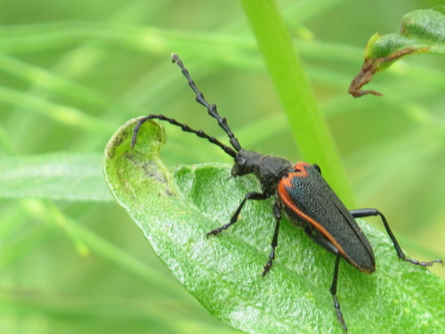 California Elderberry Borer photo 3