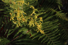 Eriophyes quadrifidus