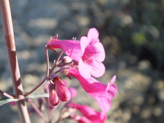Penstemon parryi
