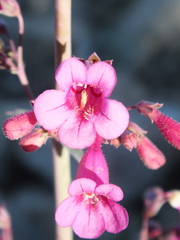 Penstemon parryi