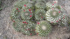 Mammillaria karwinskiana karwinskiana