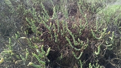 Arthroceras subterminale