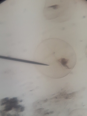 Miozoa