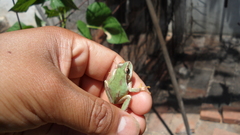Hyla euphorbiacea