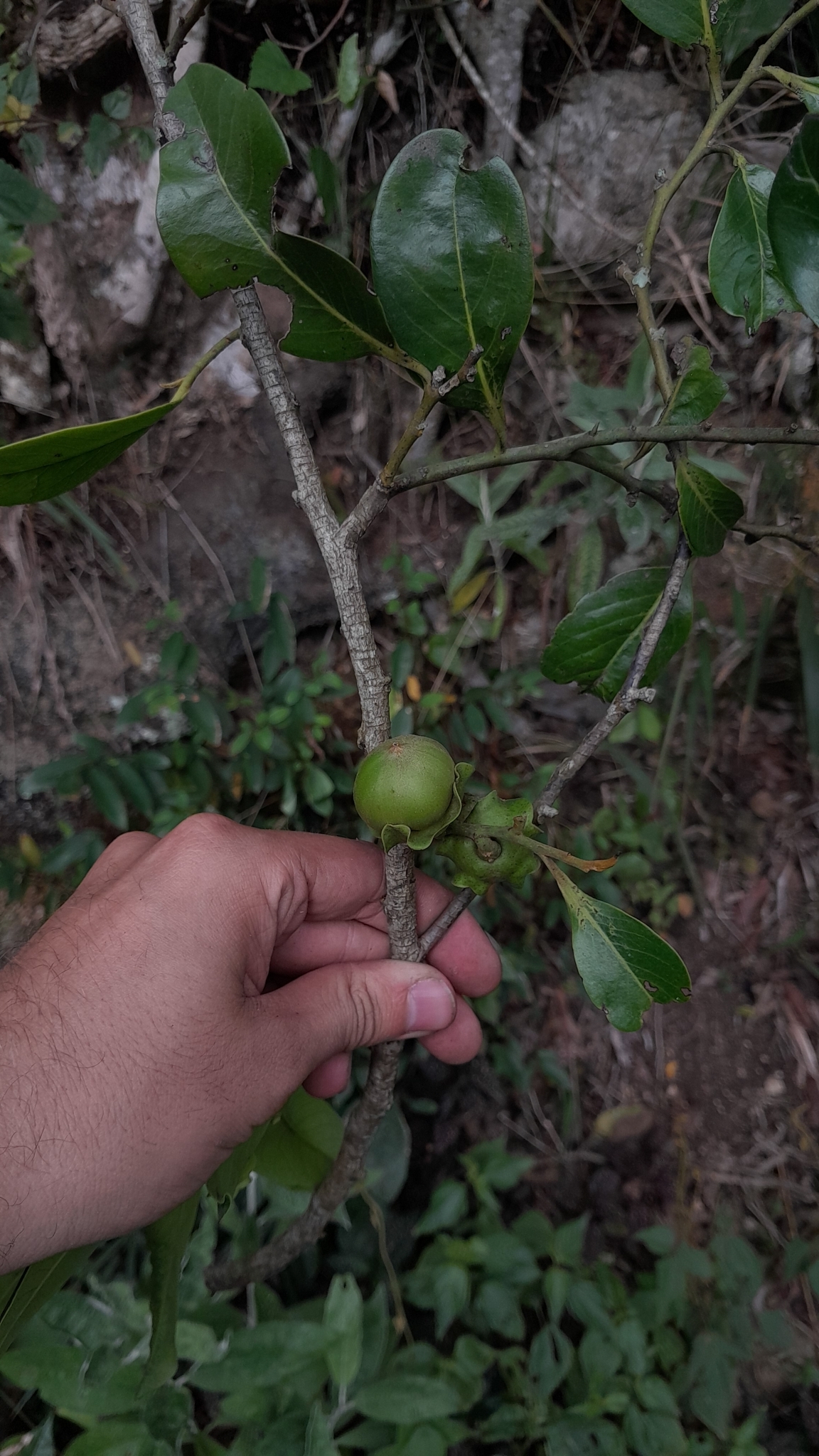 Imagem de Jabuticaba