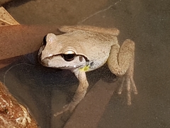 Pelodryadidae