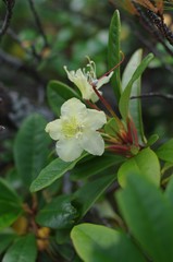 Rhododendron aureum