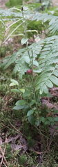 Vaccinium myrtilloides image