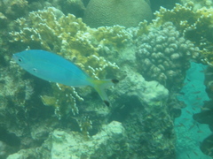 Caesio lunaris