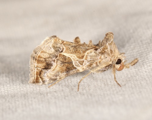 Polychrysia morigera photo 2