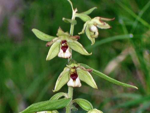 Epipactis papillosa Franch. & Sav.