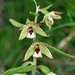 Epipactis papillosa - Photo (c) Boris Bolshakov, some rights reserved (CC BY-NC), uploaded by Boris Bolshakov