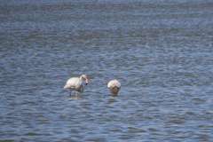 Phoenicopterus roseus