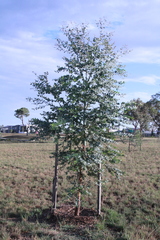 Eucalyptus bridgesiana
