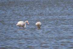 Phoenicopterus roseus