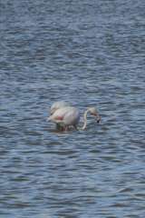 Phoenicopterus roseus