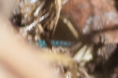 Chalcides sexlineatus