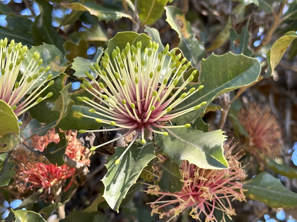Holly-Leaved Banksia