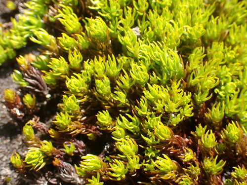 Polytrichastrum sexangulare