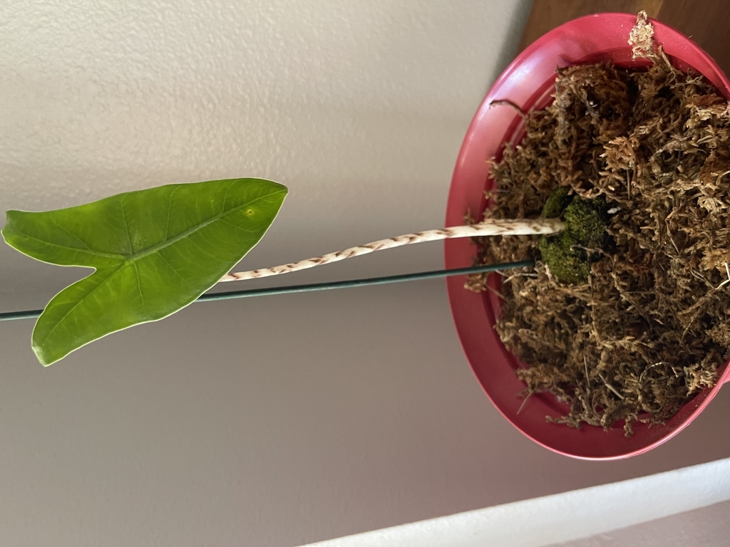 Alocasia zebrina in a pot showing striped petiole and arrow leaf