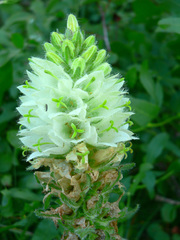 Campanula thyrsoides