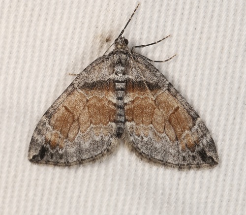 Formosa Carpet Moth photo 3