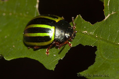 Chrysomelidae