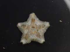 Asterina phylactica
