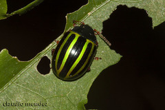 Chrysomelidae