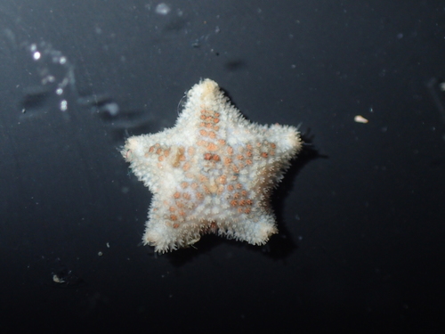 small cushion star