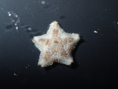 Asterina phylactica