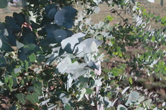 Eucalyptus bridgesiana