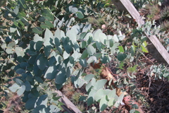 Eucalyptus bridgesiana